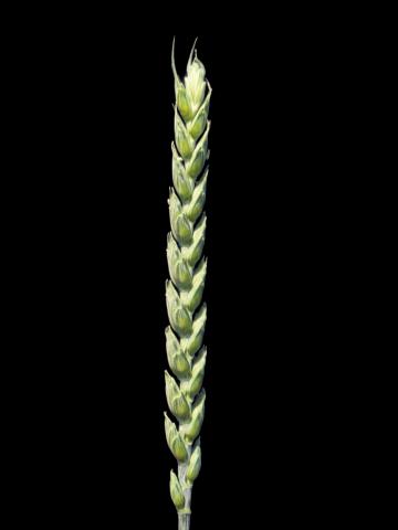 Blé commun(Triticum aestivum)_4