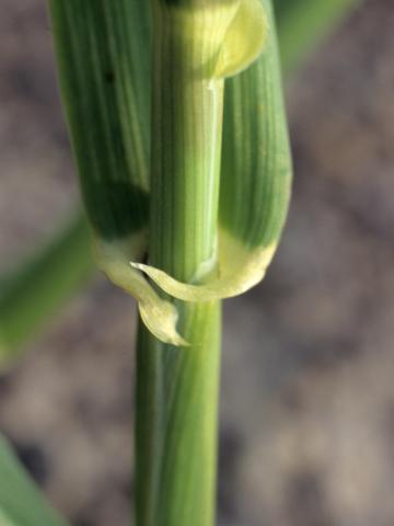 Orge commun (Hordeum vulgare)_1