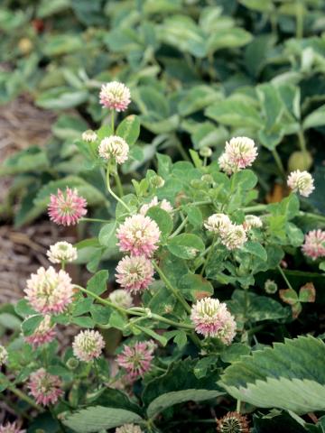 Trèfle alsike(Trifolium hybridum)_1