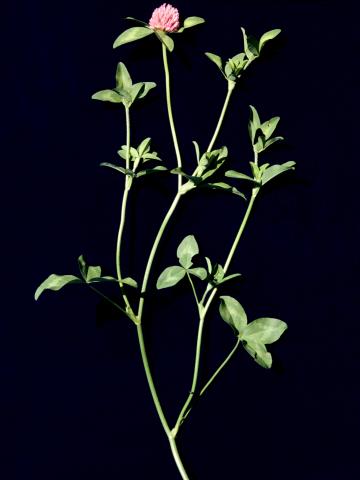 Trèfle rouge(Trifolium pratense)_1