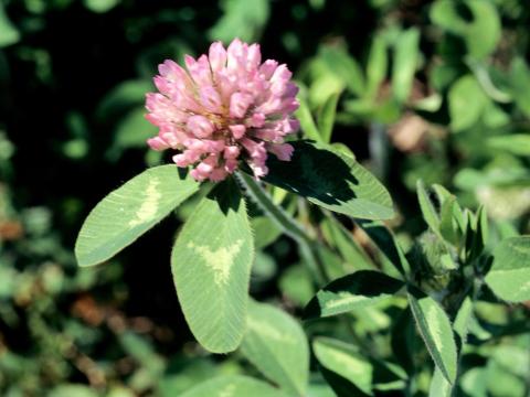 Trèfle rouge(Trifolium pratense)_2