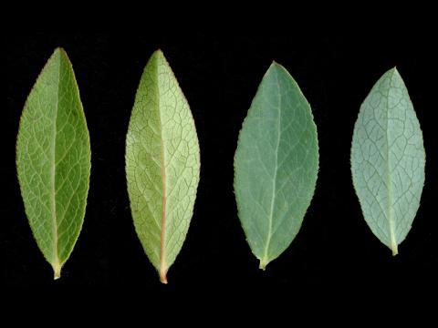 Bleuet feuilles étroites(Vaccinium angustifolium)_8