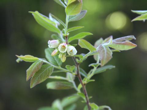 Bleuet fausse-myrtille(Vaccinium myrtilloides)_1