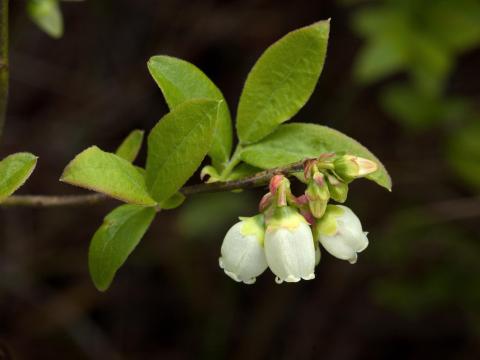 Bleuet fausse-myrtille(Vaccinium myrtilloides)_5