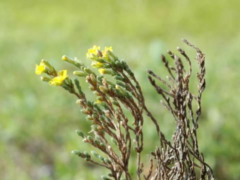 Hudsonie tomenteuse (Hudsonia tomentosa)_3