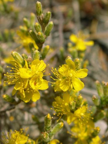 Hudsonie tomenteuse (Hudsonia tomentosa)_4