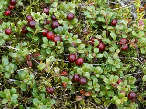 Airelle rouge(Vaccinium vitis-idaea)_2