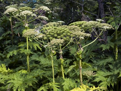 Berce Caucase(Heracleum mantegazzianum)_23