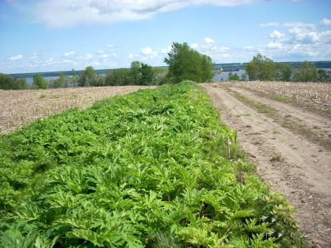 Berce Caucase(Heracleum mantegazzianum)_25