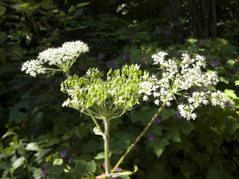 Berce laineuse(Heracleum maximum)_10