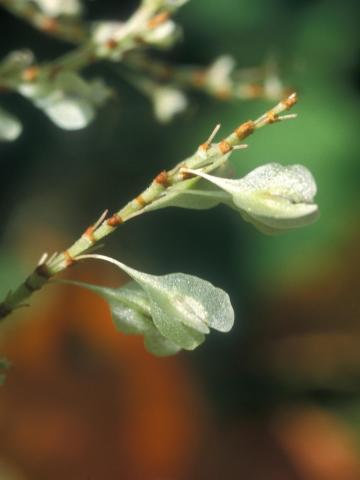 Renouée Japon (Reynoutria japonica)_3