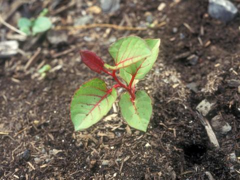 Renouée Japon (Reynoutria japonica)_5