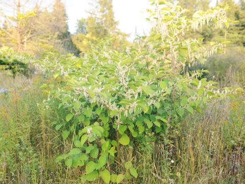 Renouée Japon (Reynoutria japonica)_12