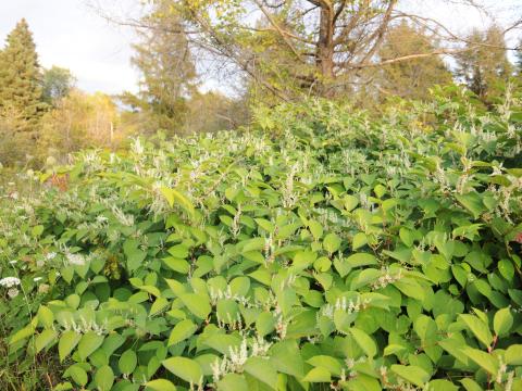 Renouée Japon (Reynoutria japonica)_15