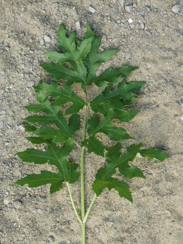 Berce commune(Heracleum sphondylium)_3