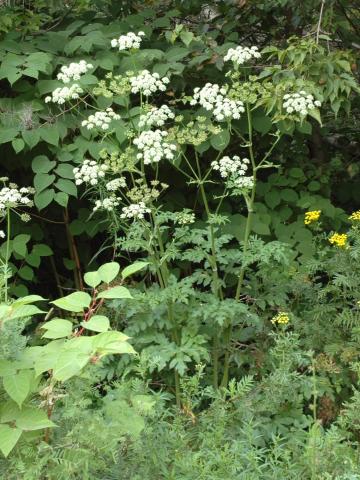 Berce commune(Heracleum sphondylium)_6