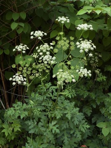 Berce commune(Heracleum sphondylium)_7