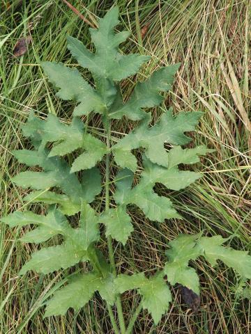 Berce commune(Heracleum sphondylium)_10