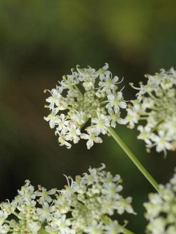 Berce commune(Heracleum sphondylium)_14