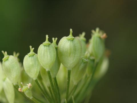 Berce commune(Heracleum sphondylium)_15