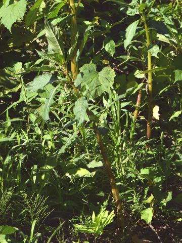 Impatiente glanduleuse (Impatiens glandulifera)_1