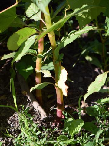 Impatiente glanduleuse (Impatiens glandulifera)_6