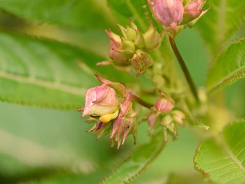 Impatiente glanduleuse (Impatiens glandulifera)_13