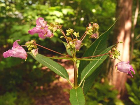 Impatiente glanduleuse (Impatiens glandulifera)_26