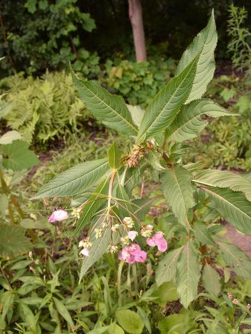 Impatiente glanduleuse (Impatiens glandulifera)_27