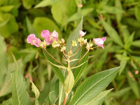 Impatiente glanduleuse (Impatiens glandulifera)_28