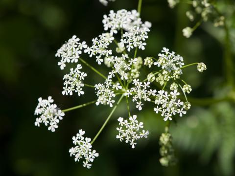 Anthrisque des bois(Anthriscus sylvestris)_5