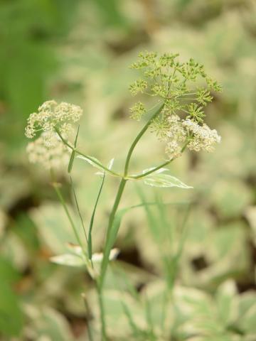 Égopode podagraire(Aegopodium podagraria)_3