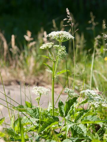 Égopode podagraire(Aegopodium podagraria)_8