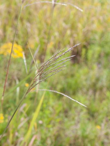 Miscanthus commun (Miscanthus sacchariflorus)_2