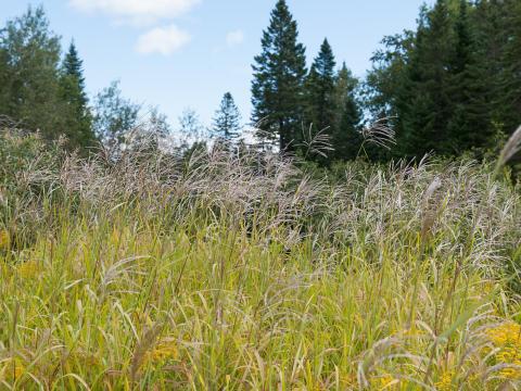 Miscanthus commun (Miscanthus sacchariflorus)_3