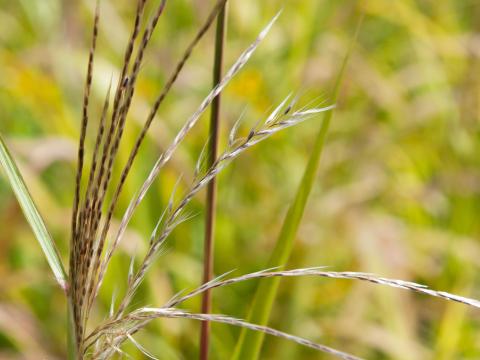 Miscanthus commun (Miscanthus sacchariflorus)_4