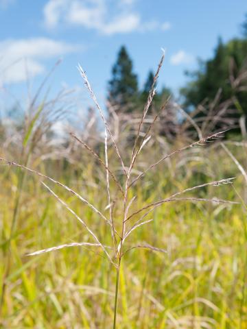 Miscanthus commun (Miscanthus sacchariflorus)_5