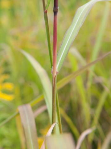 Miscanthus commun (Miscanthus sacchariflorus)_7