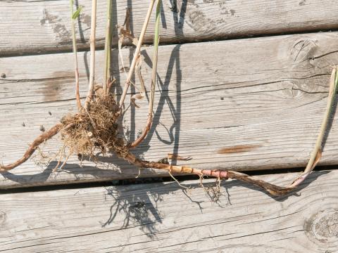 Miscanthus commun (Miscanthus sacchariflorus)_8