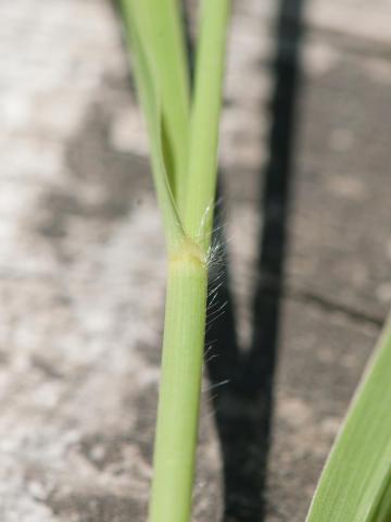 Miscanthus commun (Miscanthus sacchariflorus)_10