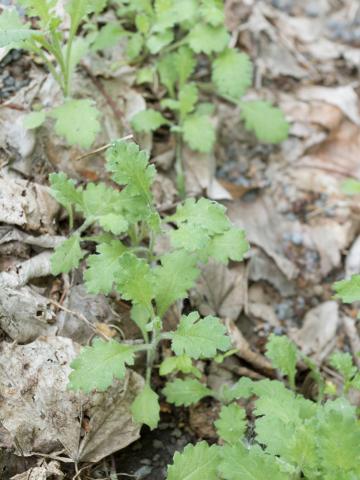 Seneçon visqueux (Senecio viscosus)_3