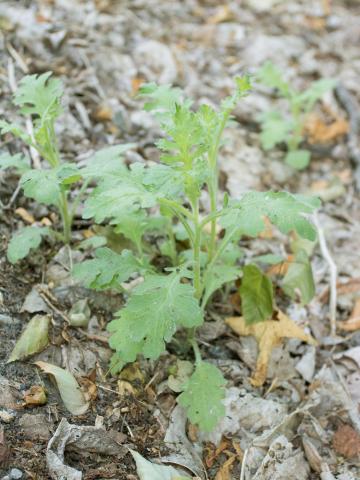 Seneçon visqueux (Senecio viscosus)_5