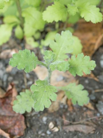 Seneçon visqueux (Senecio viscosus)_6