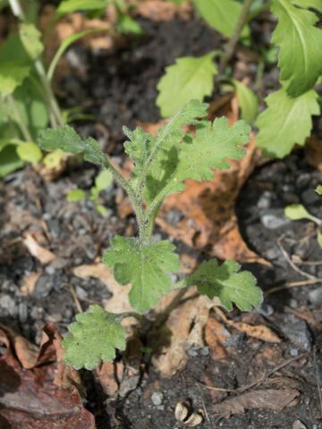 Seneçon visqueux (Senecio viscosus)_7