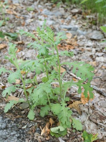 Seneçon visqueux (Senecio viscosus)_9