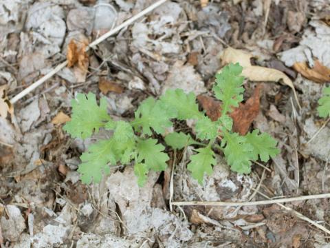 Seneçon visqueux (Senecio viscosus)_11