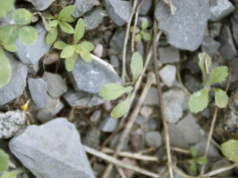 Seneçon visqueux (Senecio viscosus)_13