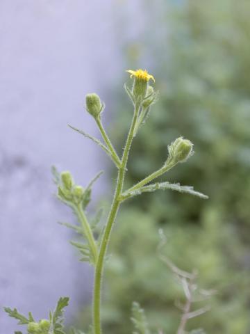 Seneçon visqueux (Senecio viscosus)_15