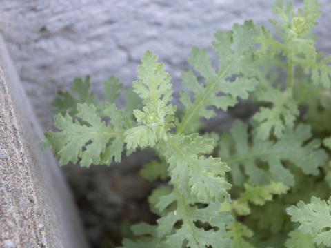 Seneçon visqueux (Senecio viscosus)_16