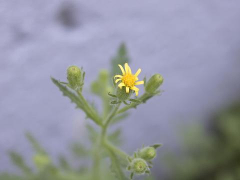 Seneçon visqueux (Senecio viscosus)_17